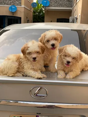 1-3 months Female Purebred Lhasa Apso