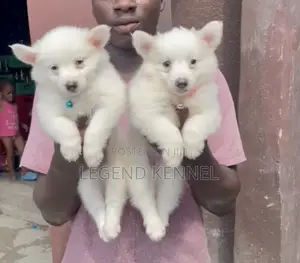 1-3 months Female Purebred American Eskimo