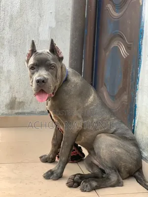 6-12 months Female Purebred Cane Corso