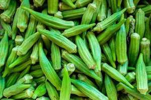 Okra Fresh. Awaiting Harvest