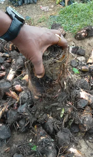 Giant Elephant Hybrid Plantain and Banana Suckers