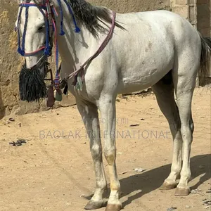 Beautiful Sudanese Horses Available for Sale
