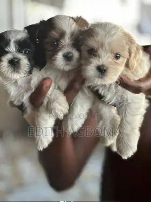 1-3 months Male Purebred Lhasa Apso