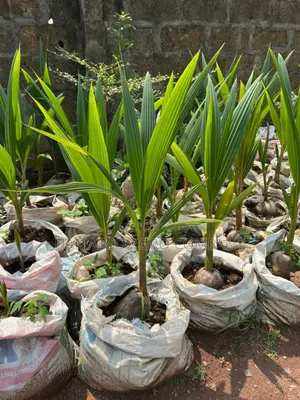 Improve Varieties (Dwarf Coconut Seedlings)