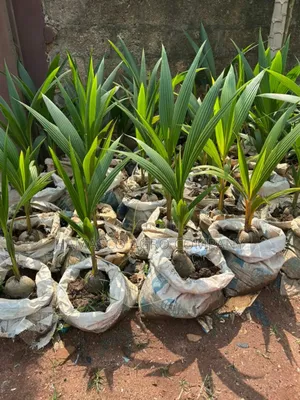 Improve Varieties (Dwarf Coconut Seedlings)
