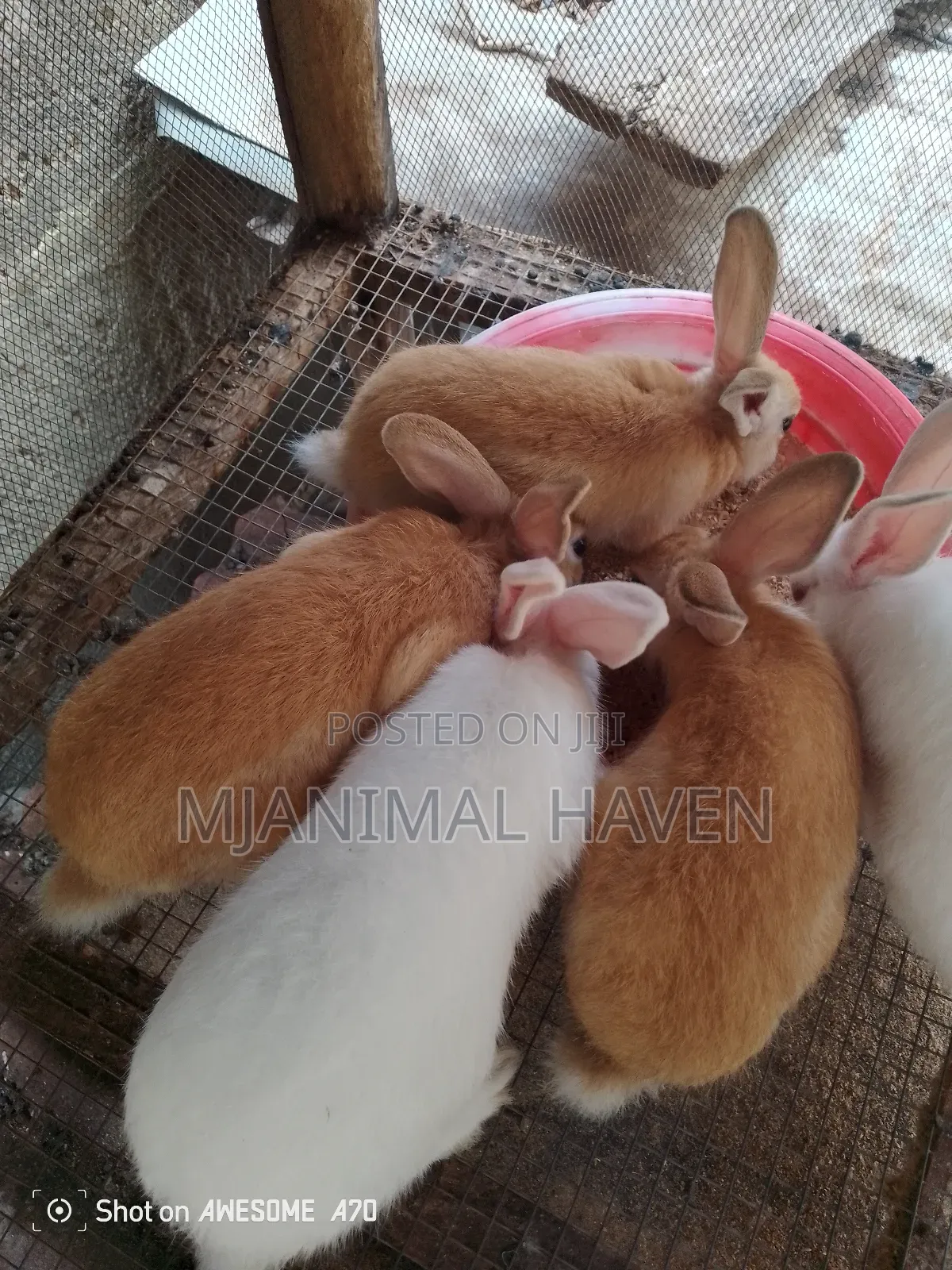 Rabbits of Different Categories