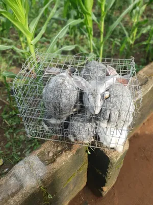 Rabbits of Different Categories