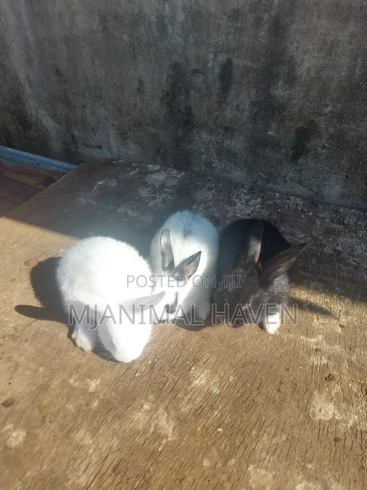Rabbits of Different Categories