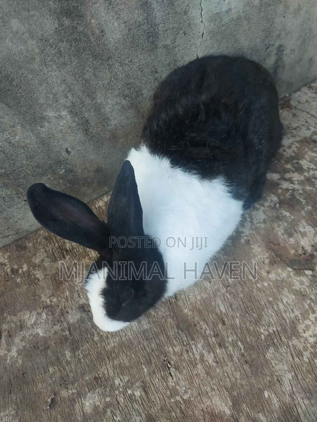 Rabbits of Different Categories
