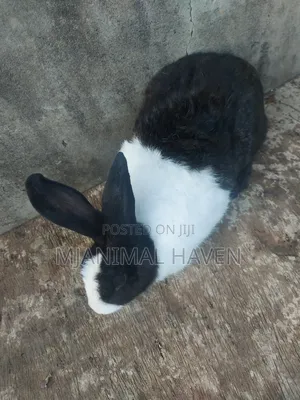 Rabbits of Different Categories