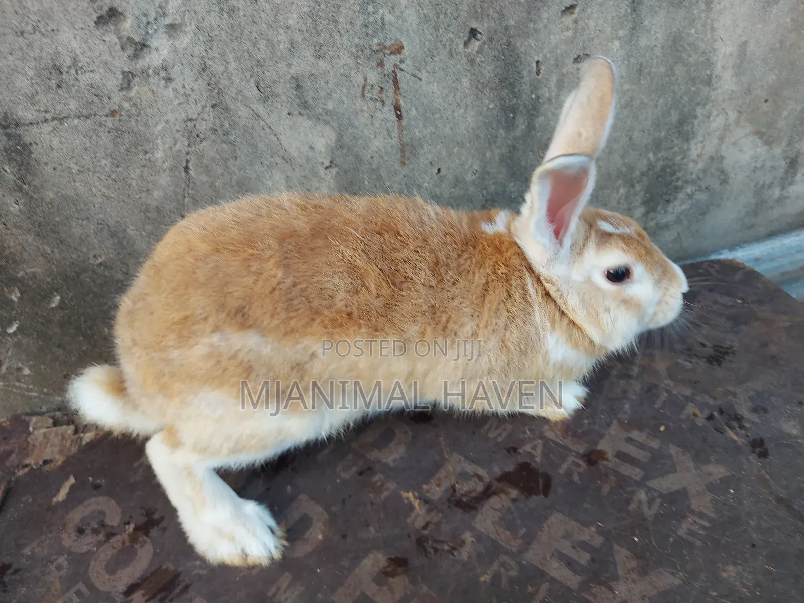 Rabbits of Different Categories