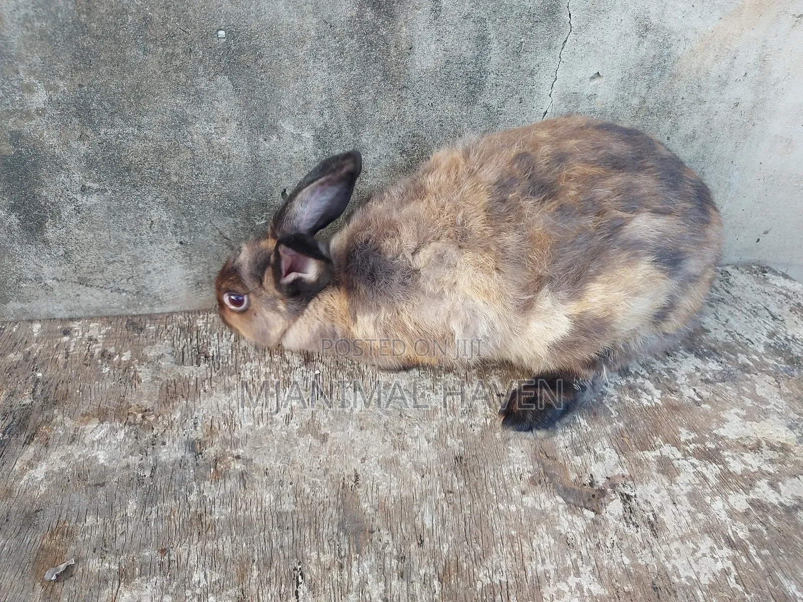 Rabbits of Different Categories