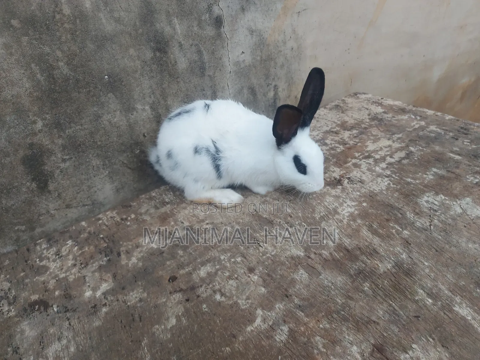 Rabbits of Different Categories