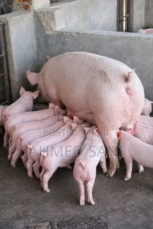 Healthy, Fast-Growing Piglets for Sale – Limited Stock Available!