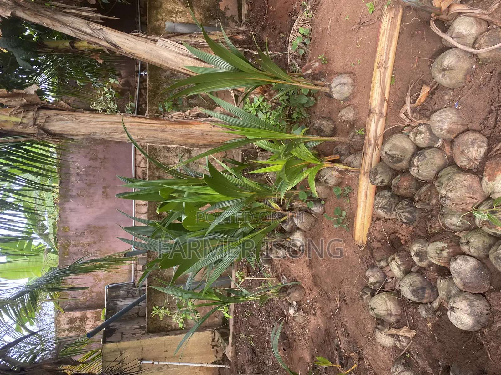 Hybrid Coconut Seedlings