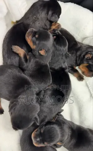 3-6 months Female Mixed Breed Rottweiler