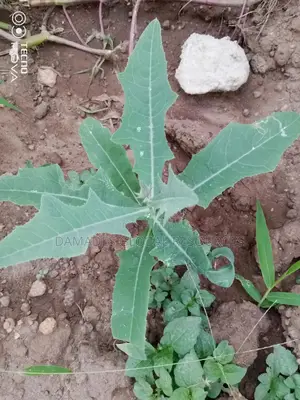 Dandelion Seedlings (Yanrin Funfun)