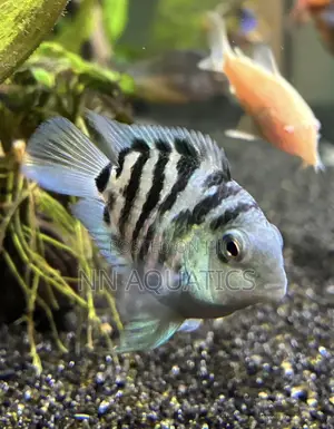 Blue Zebra Cichlid