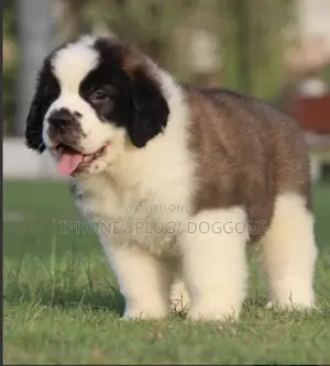 1-3 months Female Purebred Saint Bernard