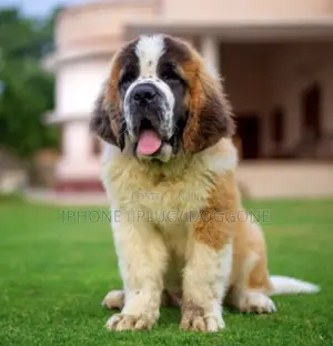 3-6 months Male Purebred Saint Bernard