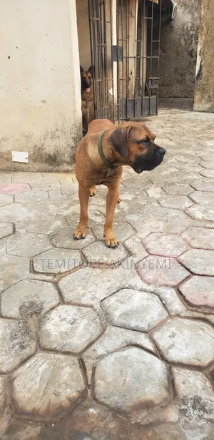 6-12 months Male Purebred Boerboel