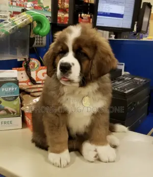 1-3 months Female Purebred Saint Bernard
