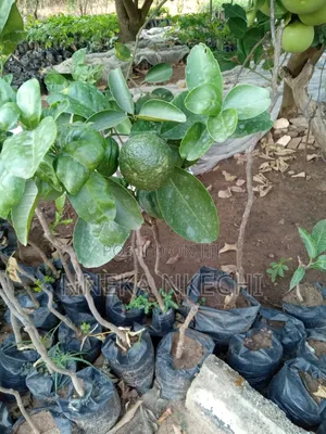 Grafted Sweet Oranges