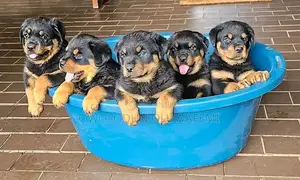 1-3 months Female Purebred Rottweiler
