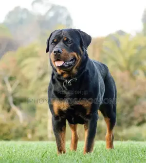 1+ year Male Purebred Rottweiler
