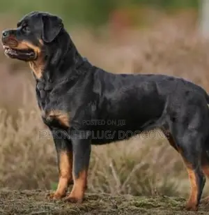 1+ year Male Purebred Rottweiler