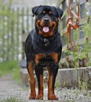 1+ year Female Purebred Rottweiler