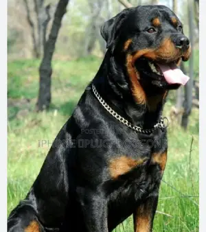 1+ year Female Purebred Rottweiler