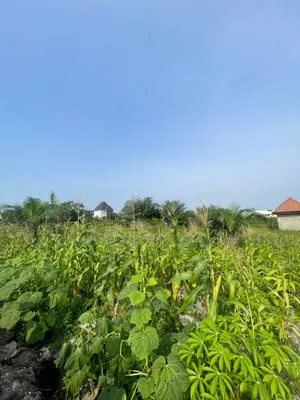 11 Plots Together With C of O