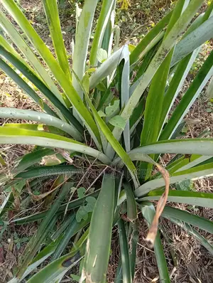 Hybrid Jumbo Pineapple Suckers