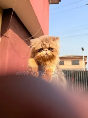 3-6 months Male Purebred Persian