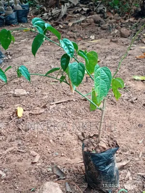 Walnut Seedlings and Nurseries