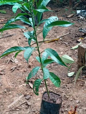 Kolanut Seedlings and Nurseries