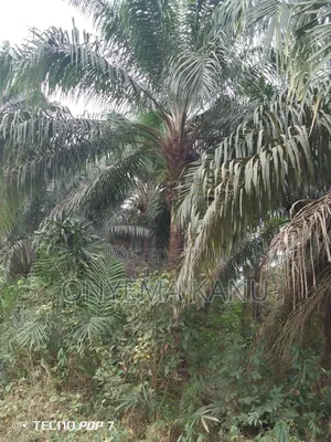 Fully Grown Palm Plantation for Sale.