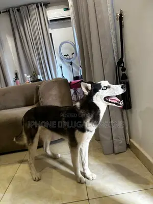 6-12 months Male Purebred Siberian Husky