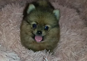 1-3 months Male Purebred Pomeranian