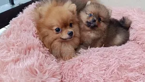 1-3 months Male Purebred Pomeranian