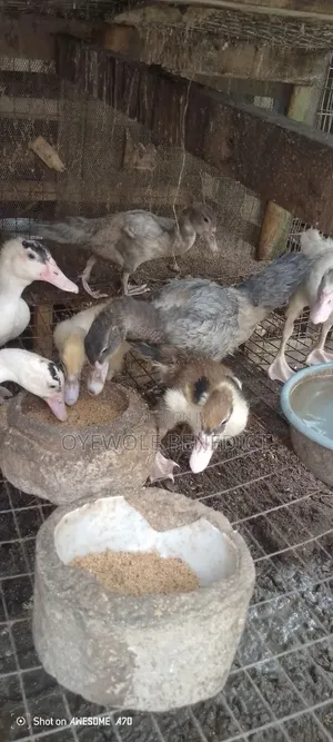 Local Ducks . Day Old , Weaners and Growers