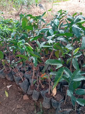 Bread Fruit (Ukwa)