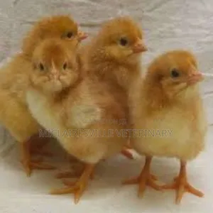 Day Old Chi Pullets (Isa Brown) || 50 in a Carton(3500/Chick)