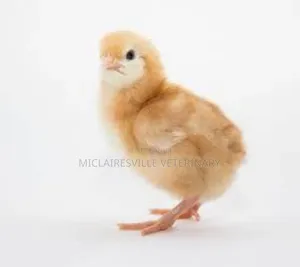 Day Old Chi Pullets (Isa Brown) || 50 in a Carton(3500/Chick)