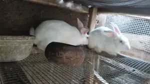 Rabbit Breeders