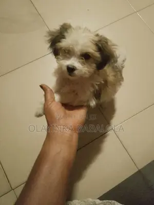 1-3 months Male Purebred Lhasa Apso