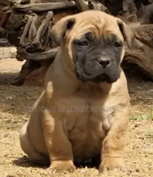 1-3 months Female Purebred Boerboel