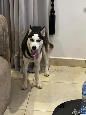 6-12 months Male Purebred Siberian Husky