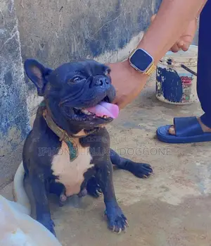 1+ year Female Purebred French Bulldog